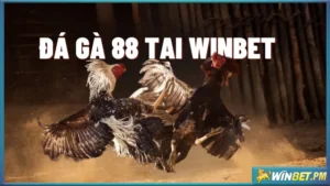 đá gà 88 tại Winbet